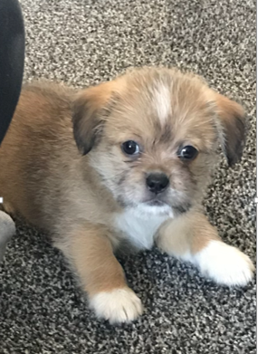 Staffordshire bull terrier store shih tzu mix